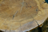583_hardrockmaplelogstool--004.jpg